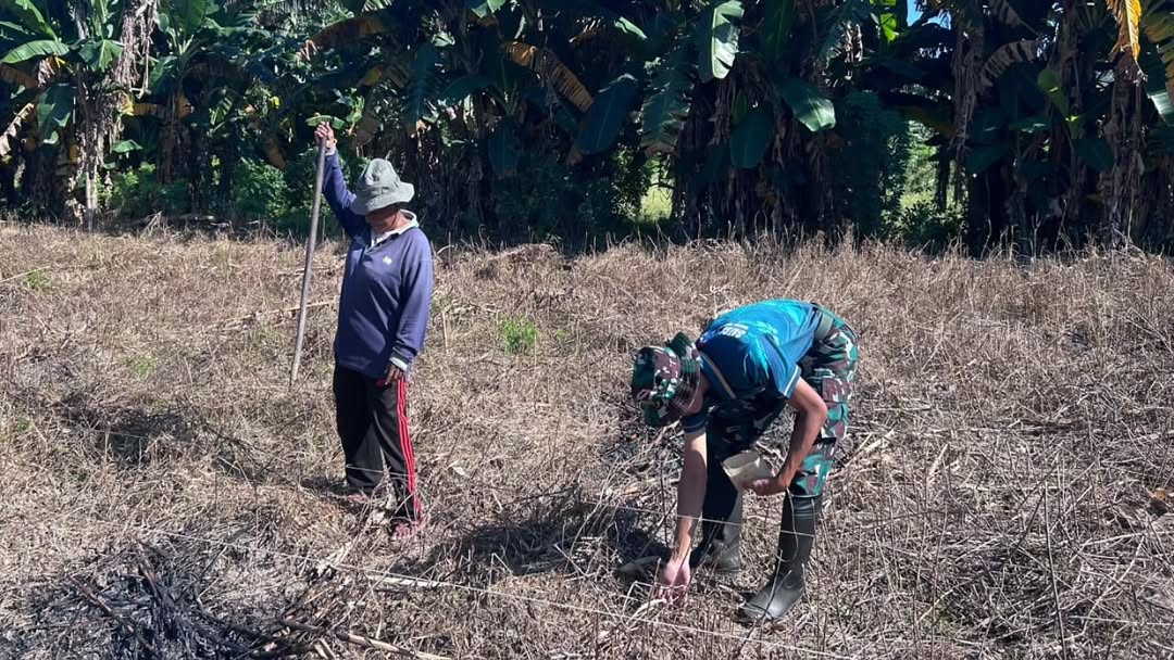 Prajurit dan Petani Menyatu di Ladang, Satgas Yonarmed 12 Kostrad Dorong Kemandirian Pangan Perbatasan