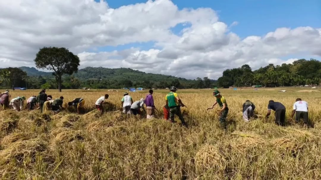 Prajurit dan Petani Bahu-Membahu di Perbatasan, Satgas Yonarhanud 2 Kostrad Bantu Panen Padi Warga Inbate