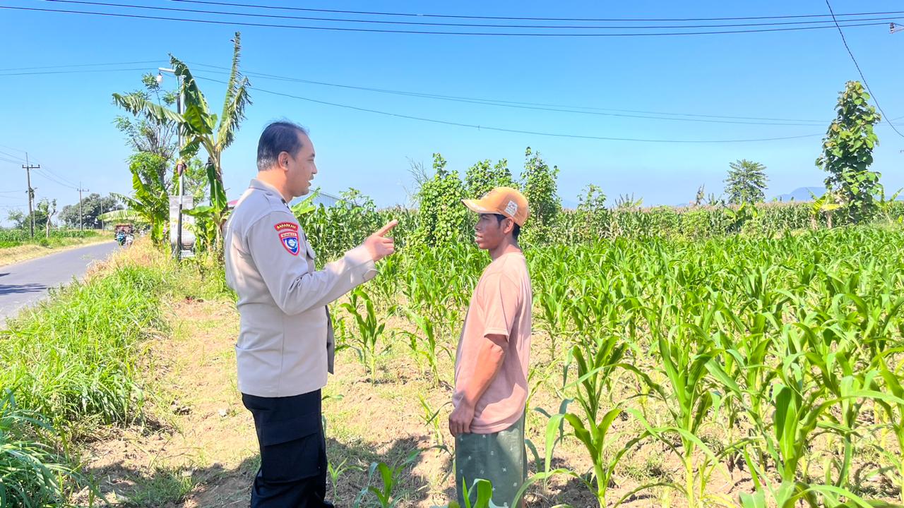 Polsek Wonomerto Dampingi Petani Jagung Hadapi Hama Tikus, Dorong Ketahanan Pangan Nasional