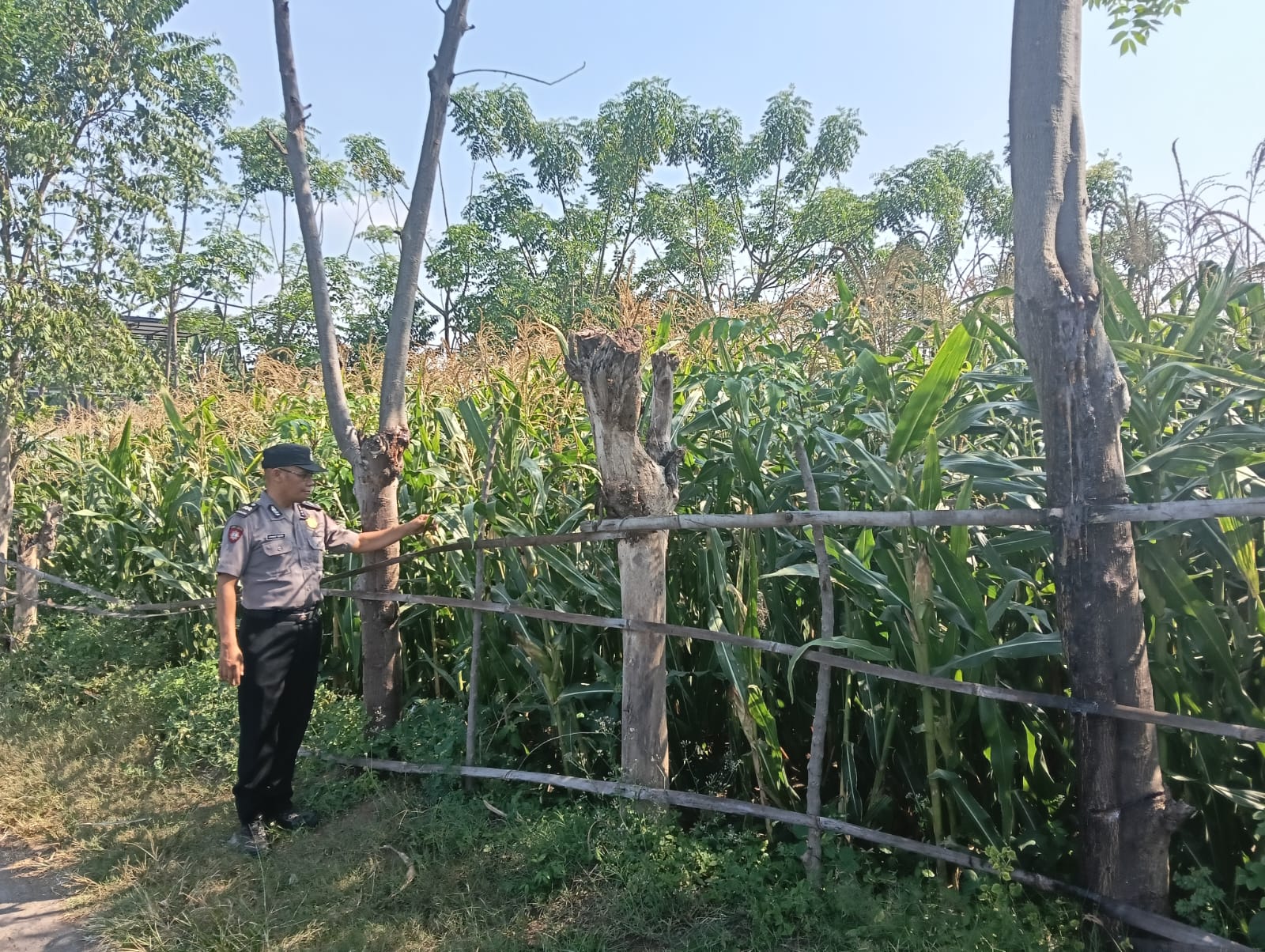 Polsek Sumberasih Dampingi Lahan Jagung Binaan di Pohsangit Leres, Petani Diminta Tak Ragu Koordinasi dengan Bhabinkamtibmas