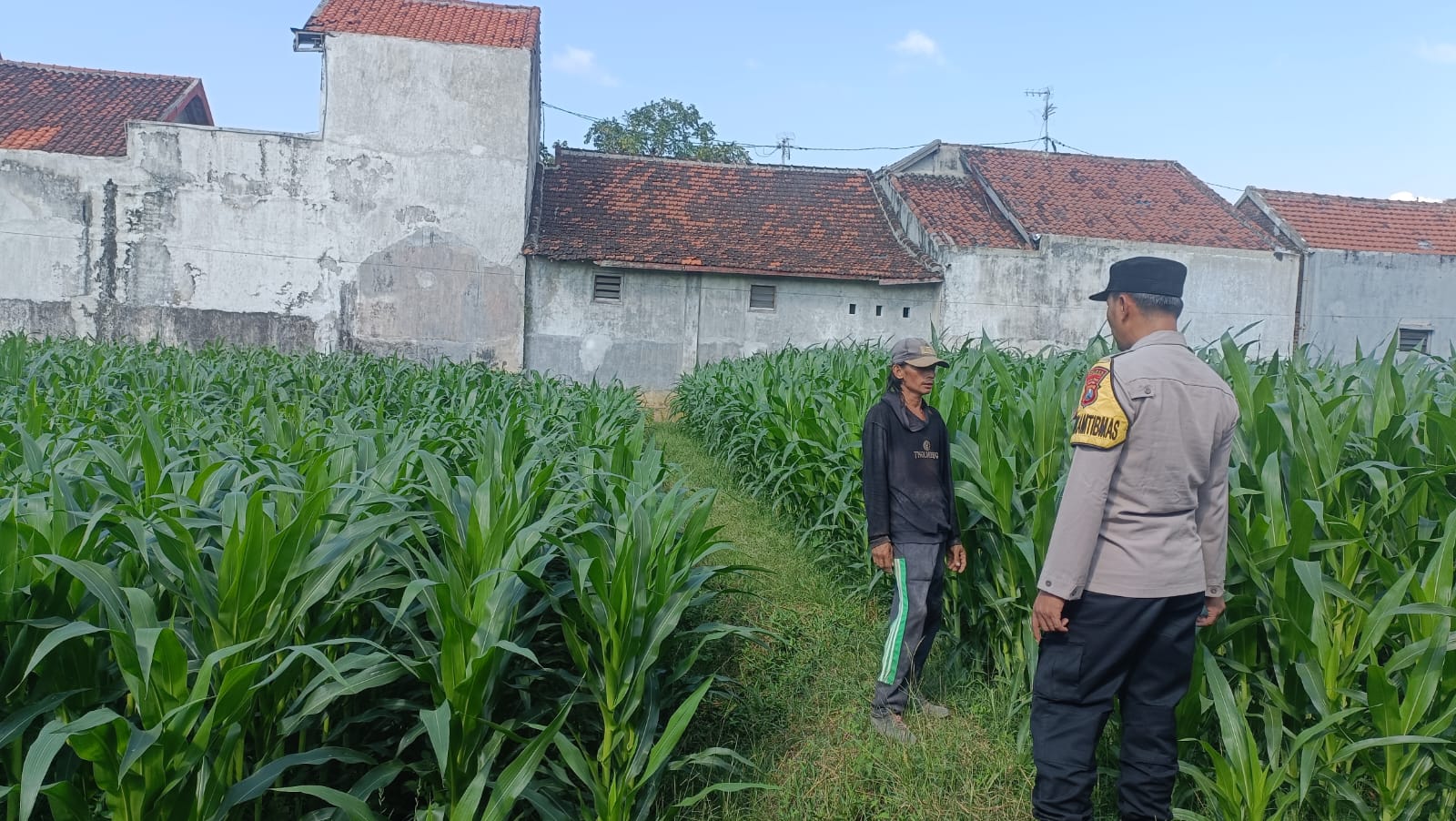 Polisi Sambangi Petani Jagung di Triwung Kidul, Siap Bantu Atasi Hama Tikus hingga Koordinasi dengan Penyuluh