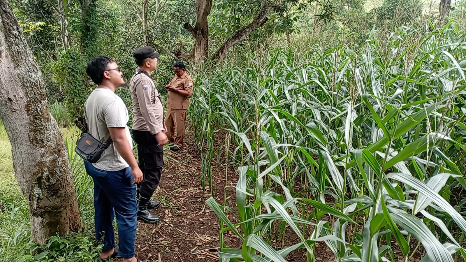 Polsek Tongas Monitoring Lahan Jagung Binaan, Pastikan Program Ketahanan Pangan Berjalan Optimal
