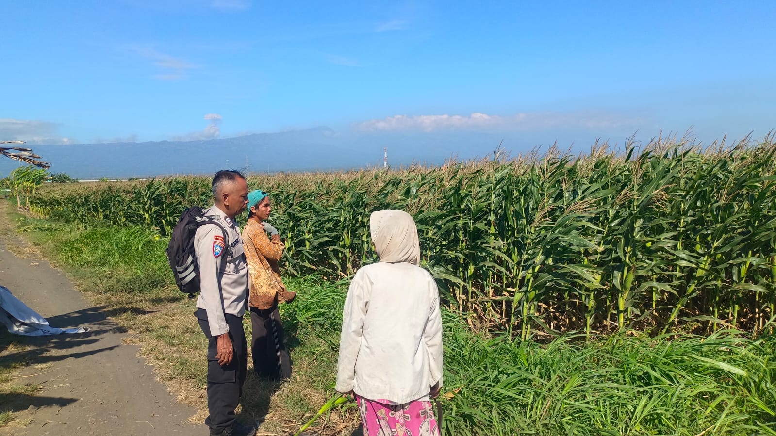 Polsek Sumberasih Intensif Dampingi Petani Jagung, Perkuat Ketahanan Pangan Nasional