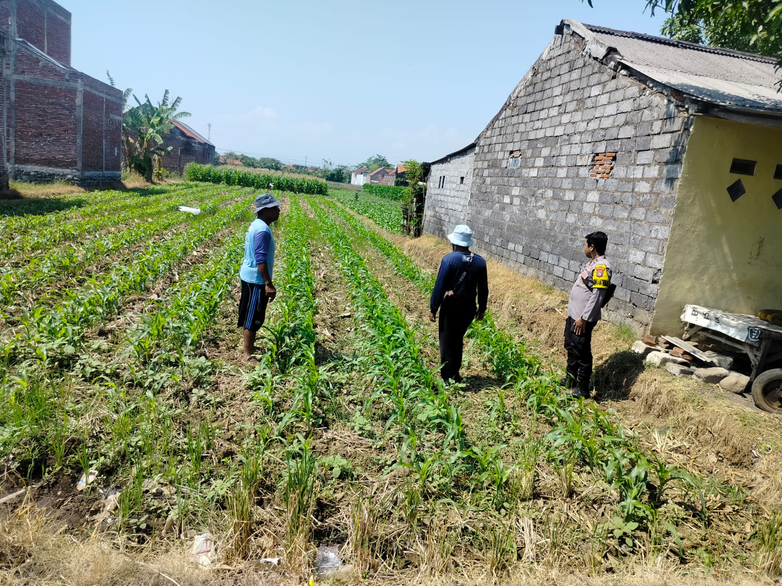 Polsubsektor Kanigaran Monitoring Lahan Jagung, Dukung Ketahanan Pangan Nasional dan Jaga Kamtibmas