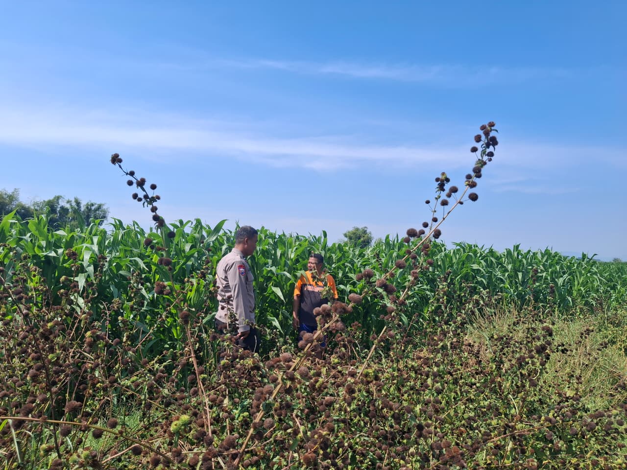 Bhabinkamtibmas Sumber Wetan Ajak Petani Dukung Program Ketahanan Pangan Nasional