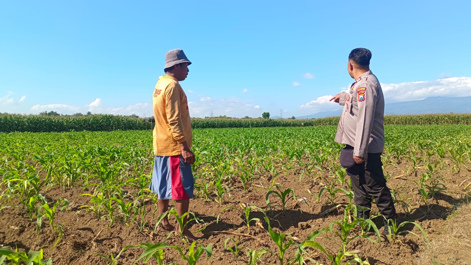 Polsek Sumberasih Dampingi Petani, Perkuat Pembinaan Lahan Jagung Binaan Polri