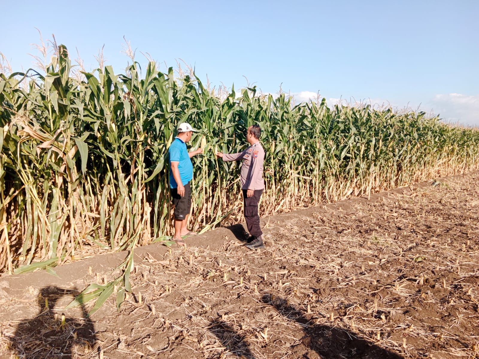 Polsek Sumberasih Dampingi Petani Rawat Lahan Jagung, Dukung Program Ketahanan Pangan Nasional
