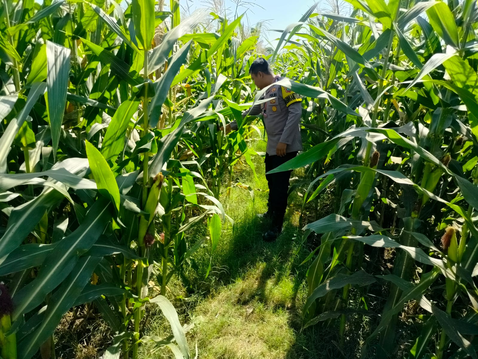 Polisi Sambangi Petani Jagung di Kanigaran, Pastikan Tanaman Siap Panen dan Beri Himbauan Kamtibmas