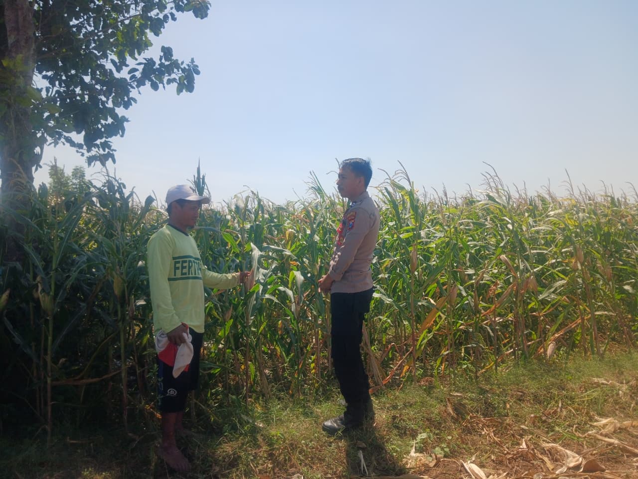 Polisi Sambangi Lahan Jagung di Kedopok, Perkuat Ketahanan Pangan Nasional