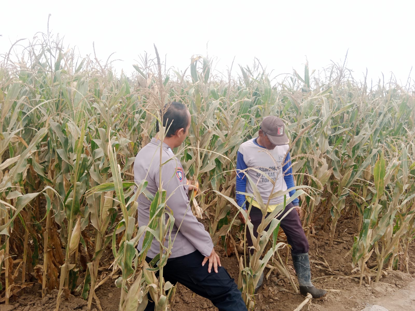 Polisi Sambangi Lahan Jagung di Sumberasih, Dukung Ketahanan Pangan