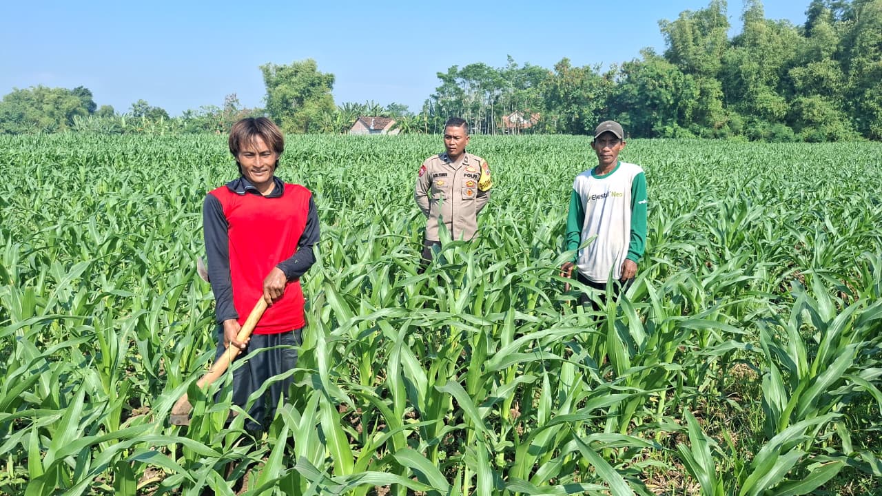Polisi Sambangi Petani Jagung di Sumber Wetan, Dorong Ketahanan Pangan