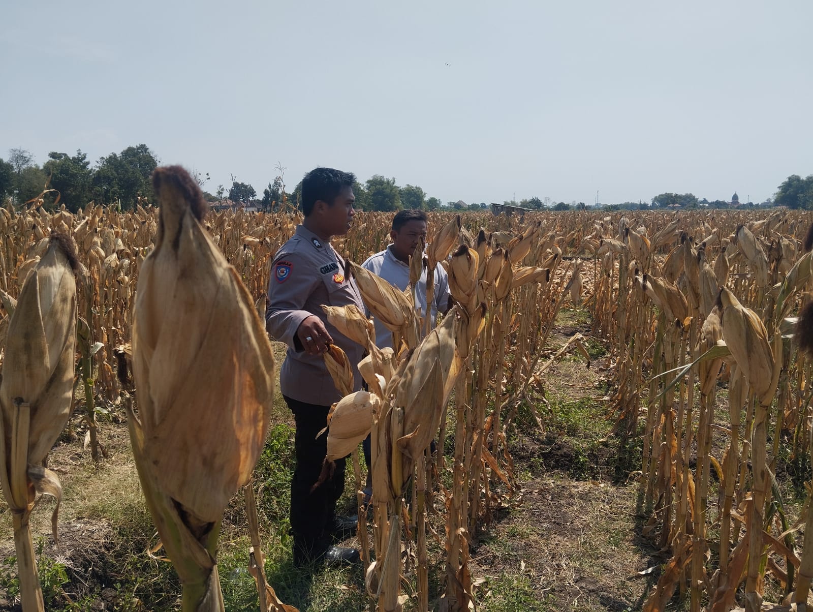Jelang Panen, Polisi Tongas Pantau Lahan Jagung Binaan di Bayeman